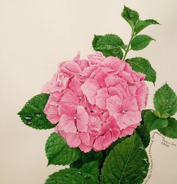 Rose【?为什么有人喜欢你】(5893) - 沧海之水 - 沧海之水的博客 2014-10-15_000349