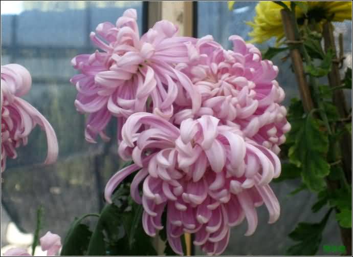 名贵菊花欣赏