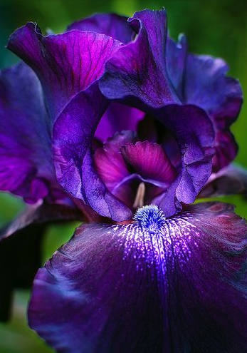 Iris Flower ����