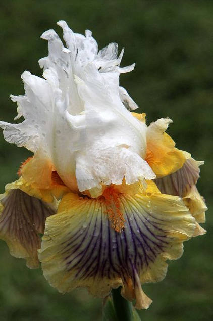 Iris Flower ����