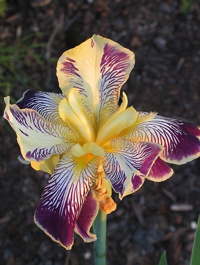 Iris Flower ����