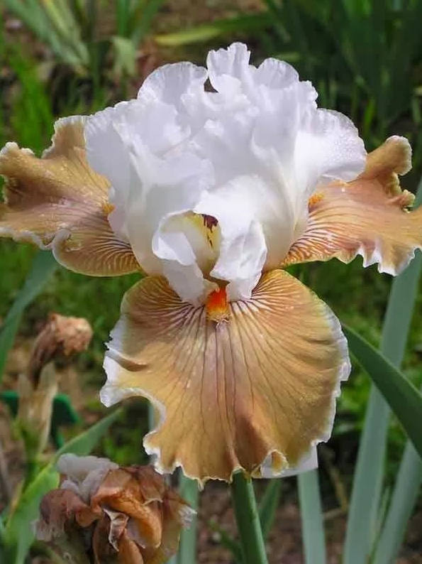 Iris Flower ����