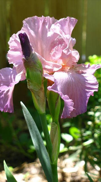 Iris Flower ����