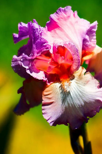 Iris Flower ����