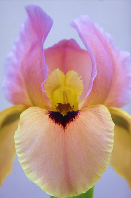 Iris Flower ����