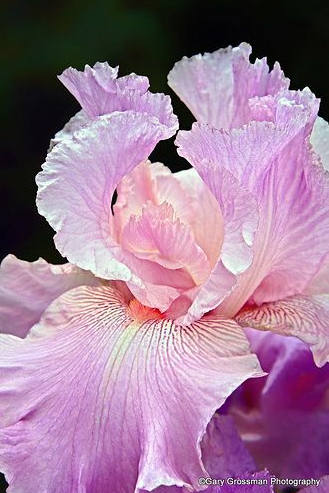 Iris Flower ����