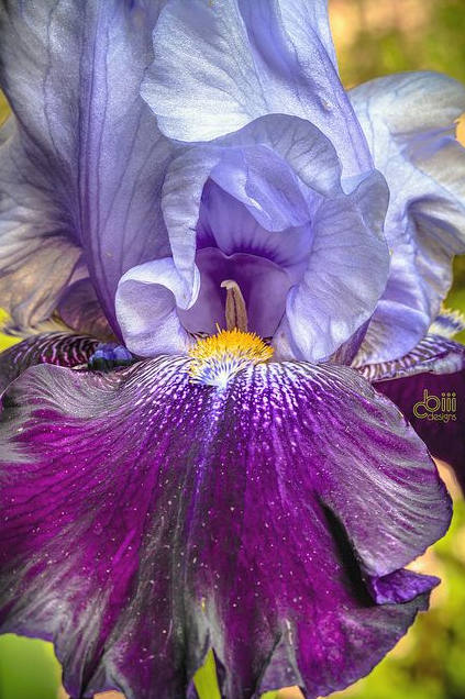 Iris Flower ����