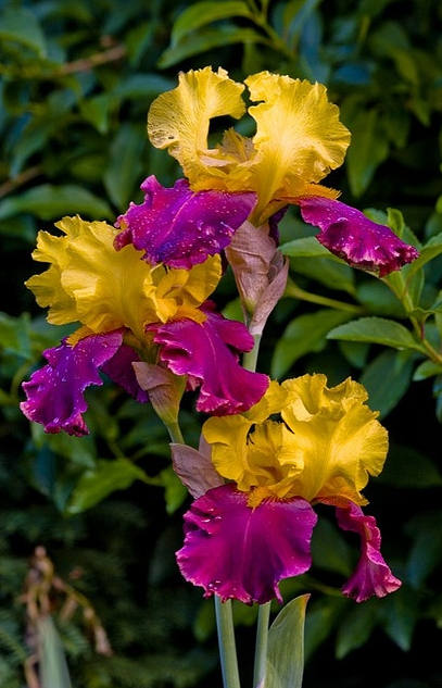 Iris Flower ����