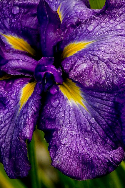 Iris Flower ����