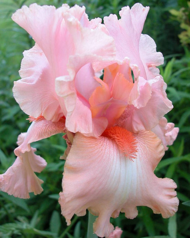 Iris Flower ����