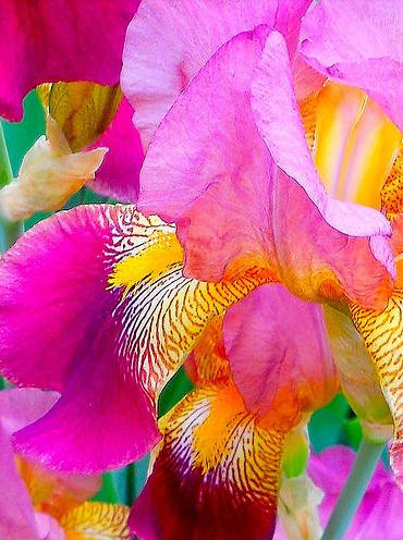 Iris Flower ����