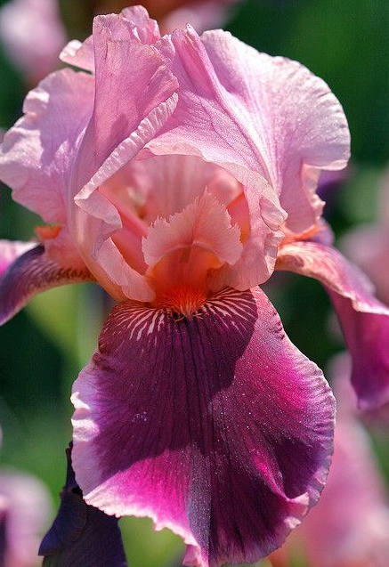 Iris Flower ����