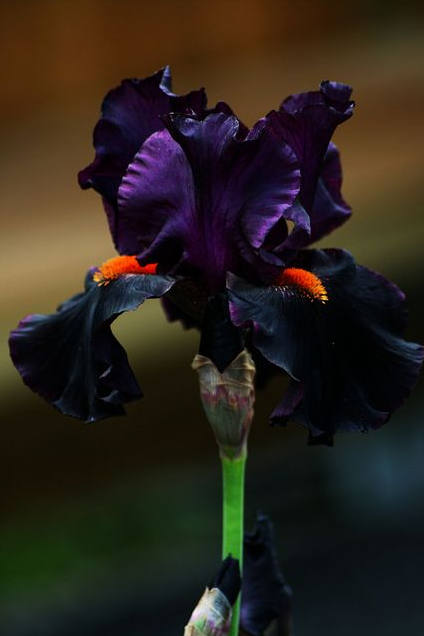 Iris Flower ����