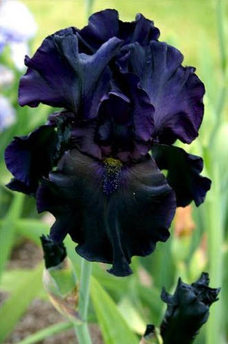 Iris Flower ����