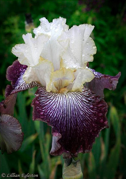 Iris Flower ����