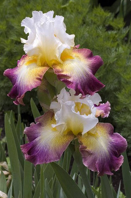 Iris Flower ����