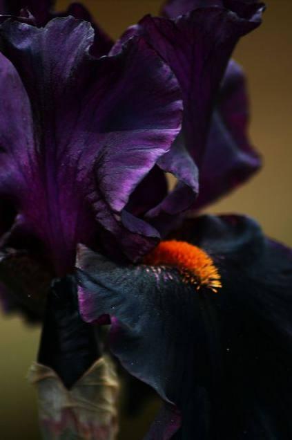 Iris Flower ����