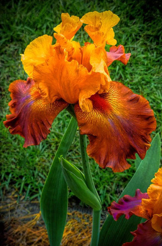 Iris Flower ����