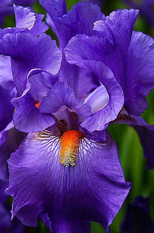 Iris Flower ����