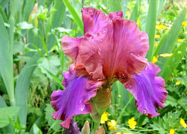 Iris Flower ����