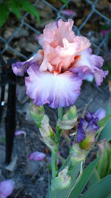 Iris Flower ����