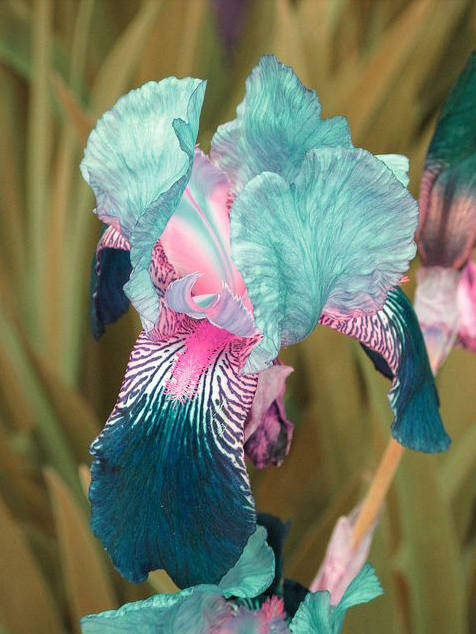 Iris Flower ����