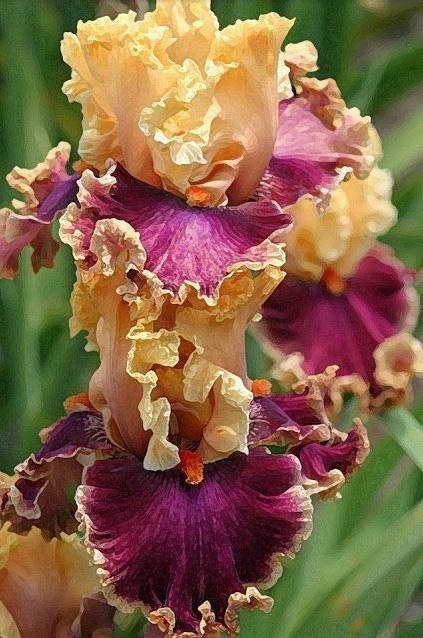 Iris Flower ����