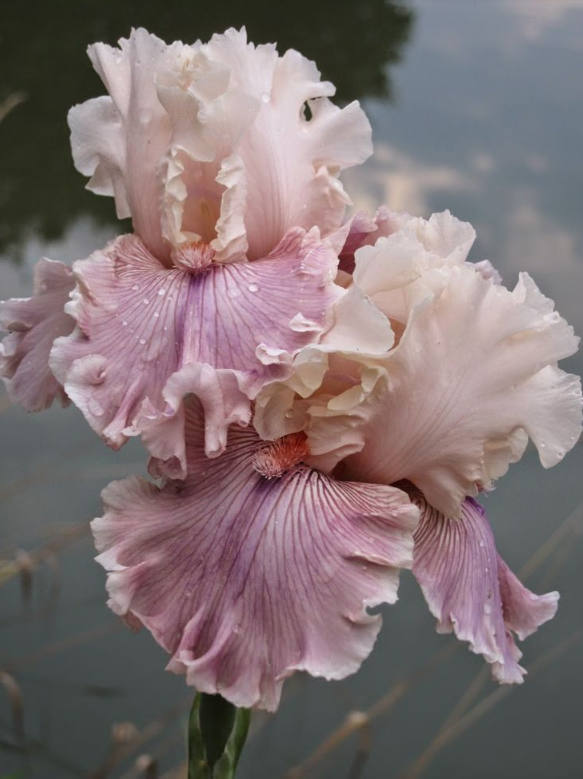 Iris Flower ����