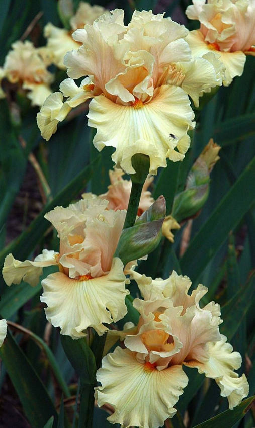 Iris Flower ����