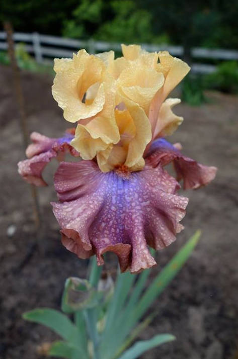 Iris Flower ����