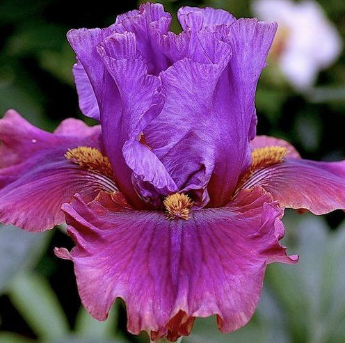 Iris Flower ����