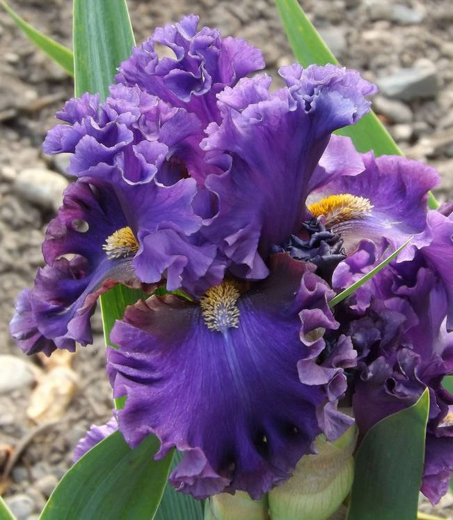 Iris Flower ����