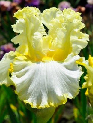 Iris Flower ����