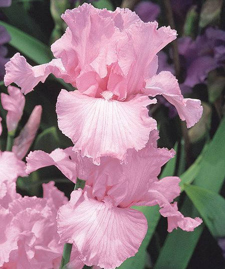 Iris Flower 