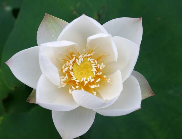 念恋白莲花