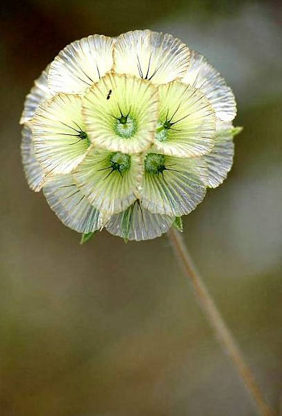 花花自美
