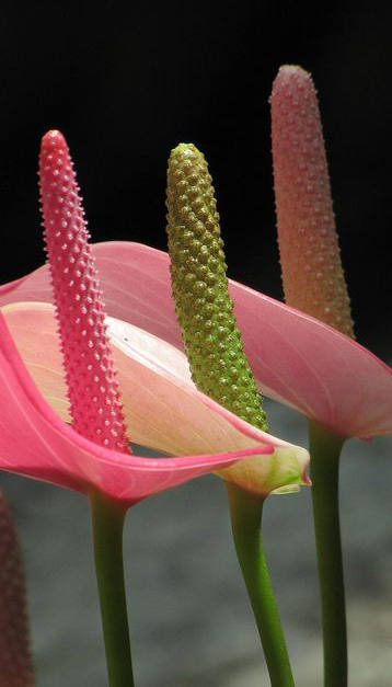 花花自美