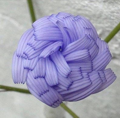 花花自美