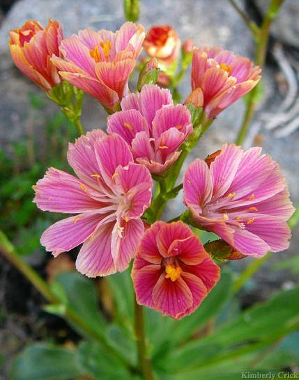 花花自美
