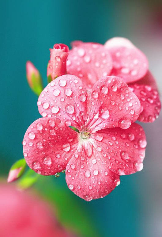 花花自美