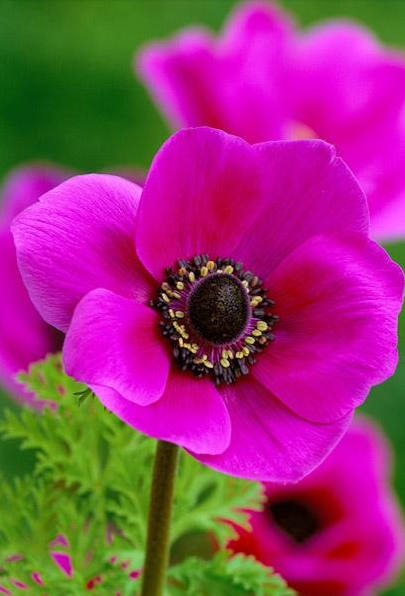 花花自美