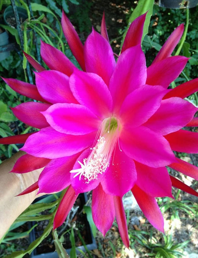花花自美