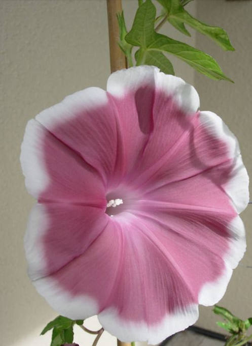 花花自美