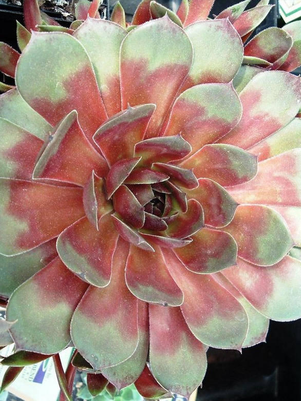 花花自美
