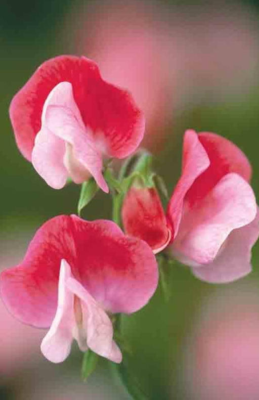花花自美