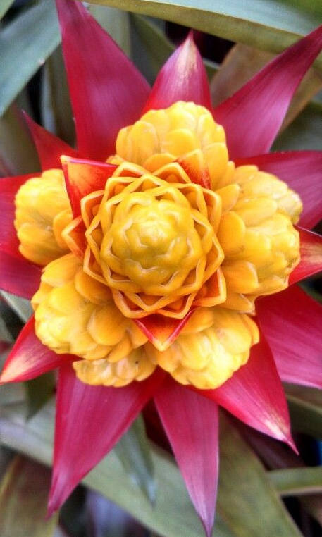 花花自美