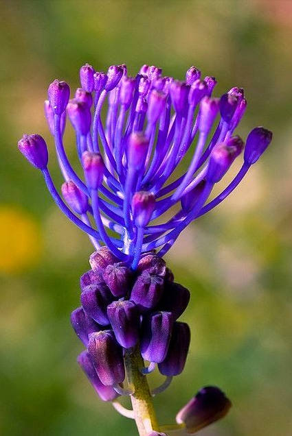 花花自美