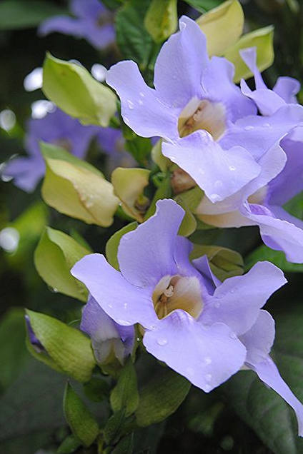 花花自美