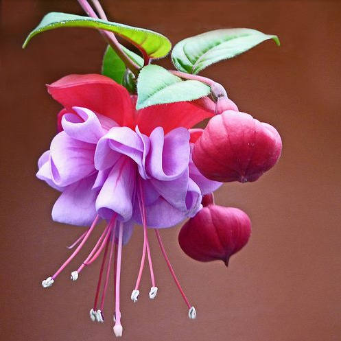 花花自美