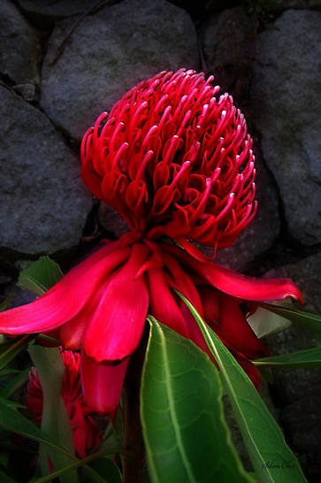 花花自美